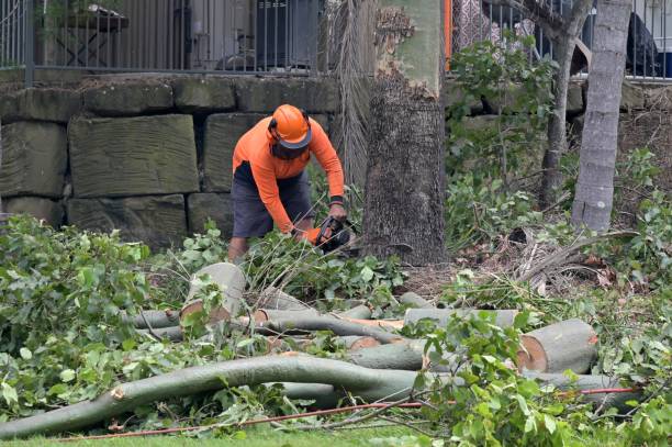 Best Storm Damage Tree Cleanup  in Bay Village, OH